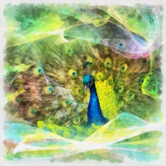 <p>Peafowl Illustration</p>