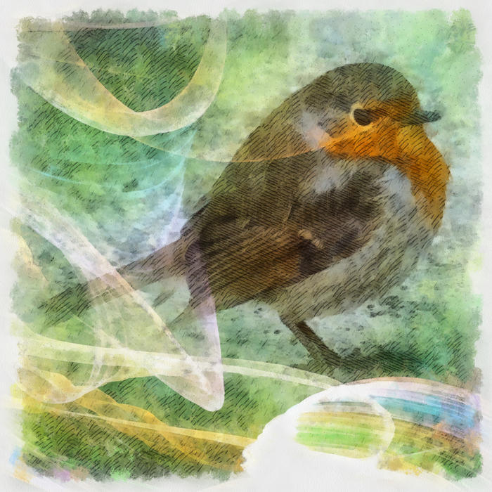 <p>Robin Red Breast</p>
