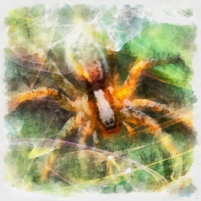 <p>Spider Illustration</p>