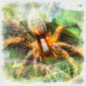 8990   abstract spider