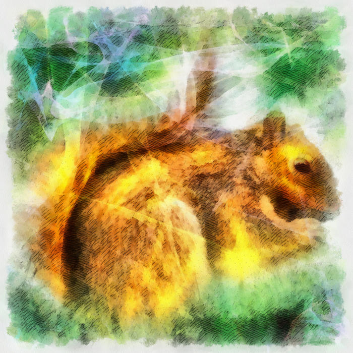 <p>Squirrel</p>