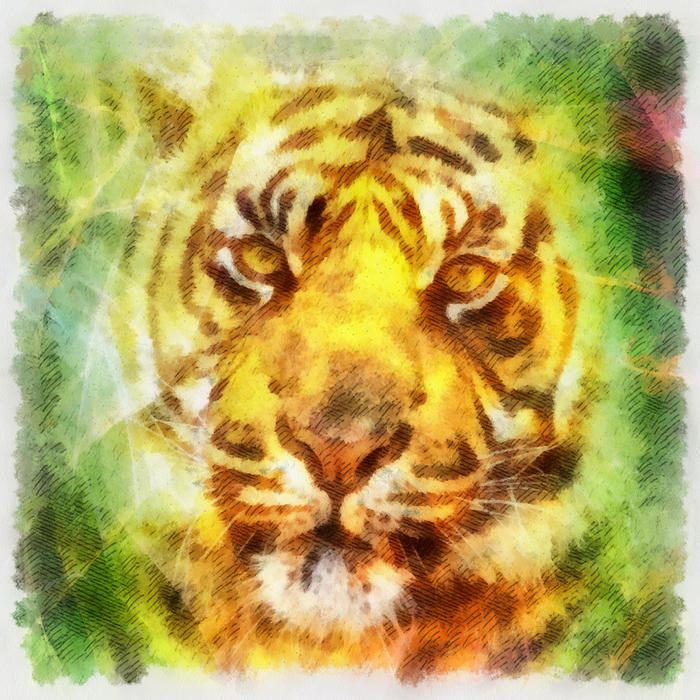<p>Tiger Illustration</p>

