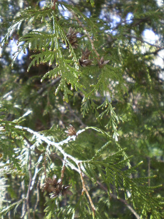 <p>branch,sun,tree,coniferous tree,nuts,nearer view, </p>