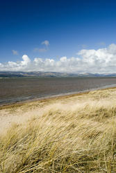 7772   Dune grass at Askam in Furness