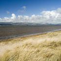 7772   Dune grass at Askam in Furness