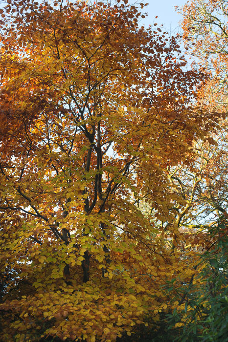 Autumn tree decked out in its colorful yellow seasonal fall foliage marking the changing of the seasons