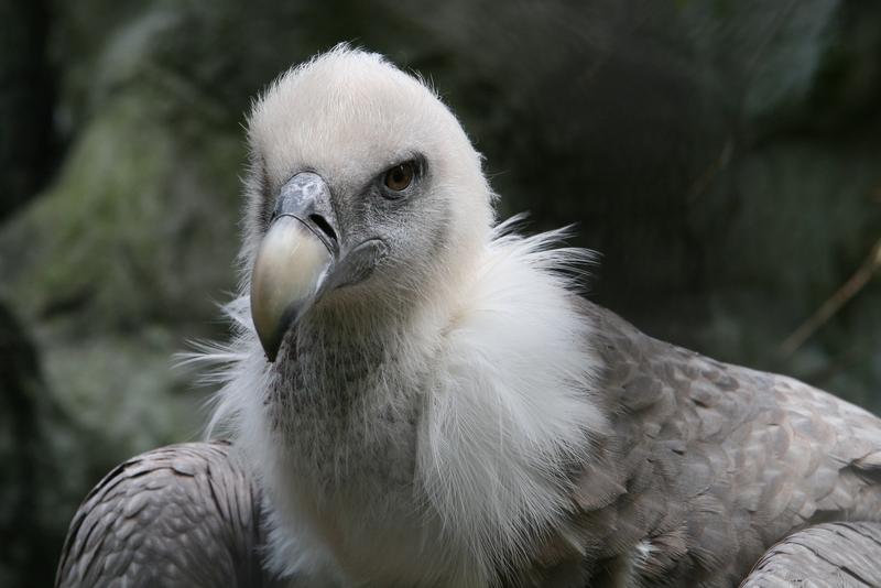 <p>Griffon vulture in Amsterdam Zoo, October 2009</p>
