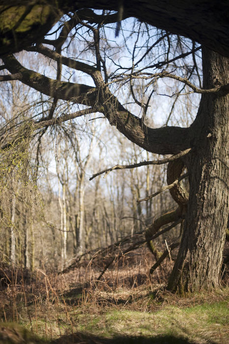 Trunk and bough of a large old tree with bare leafless branches in woodland against a sunny blue sky