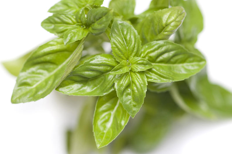 Fresh basil leaves, Ocimum basilicum, an aromatic herb used as a garnish and an ingredient in cookery, closeup