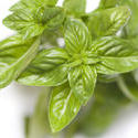 8433   Fresh basil leaves