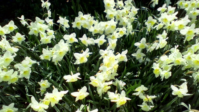 <p>Beautiful Daffodils Ahead</p>