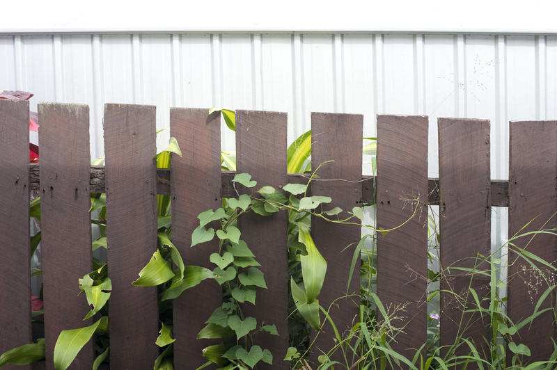 Bindweed or Morning Glory, a species of Convolvulus, climbing on a wooden fence, a vine which produces bell-shaped purple and white wildflowers in summer