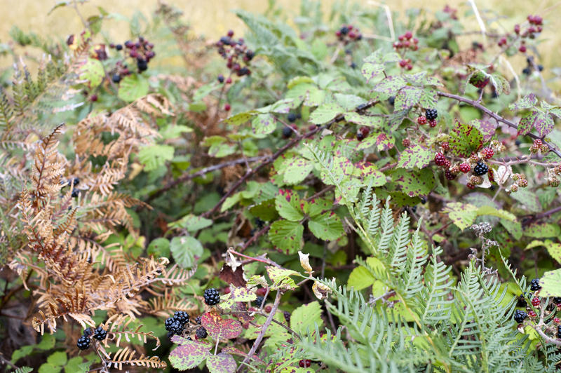 Blackberries growing in a hedgerow with ripening fruit on the branches in autumn or fall