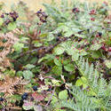 10955   Blackberries growing in a hedgerow