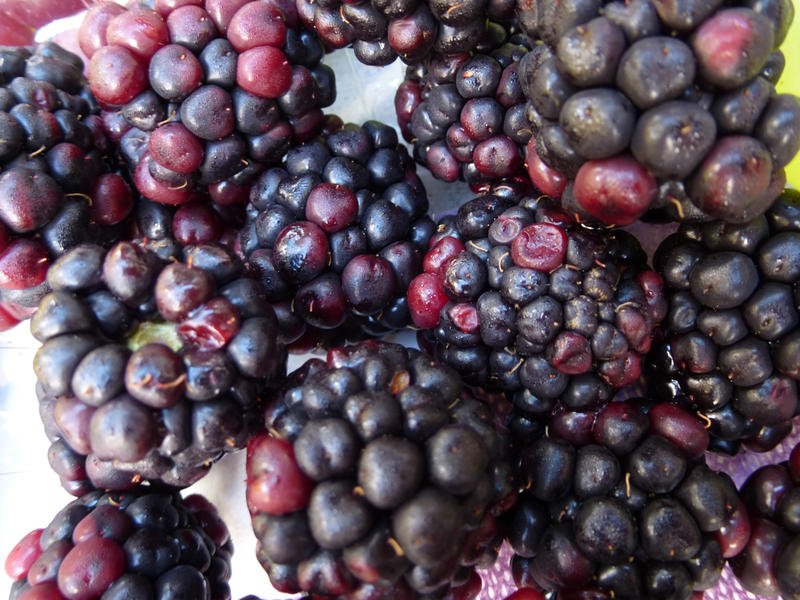 Full frame background of an autumn harvest of wild blackberries viewed from above for a healthy snack or dessert