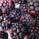 10603   Autumn harvest of wild blackberries