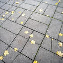 10906   Brick pavement with yellow autumn leaves