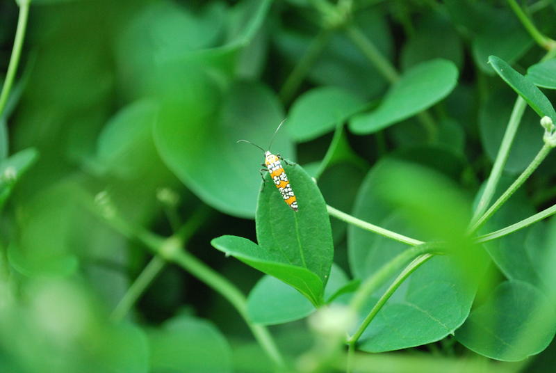 <p>Bug on a leaf </p>