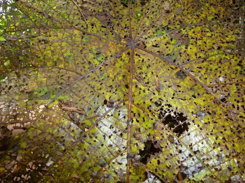 Close Up Nature Detail of Leaf Riddled with Holes After Being Eaten by Parasitic Bugs