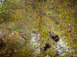 10909   Bug Eaten Leaf Riddled with Holes