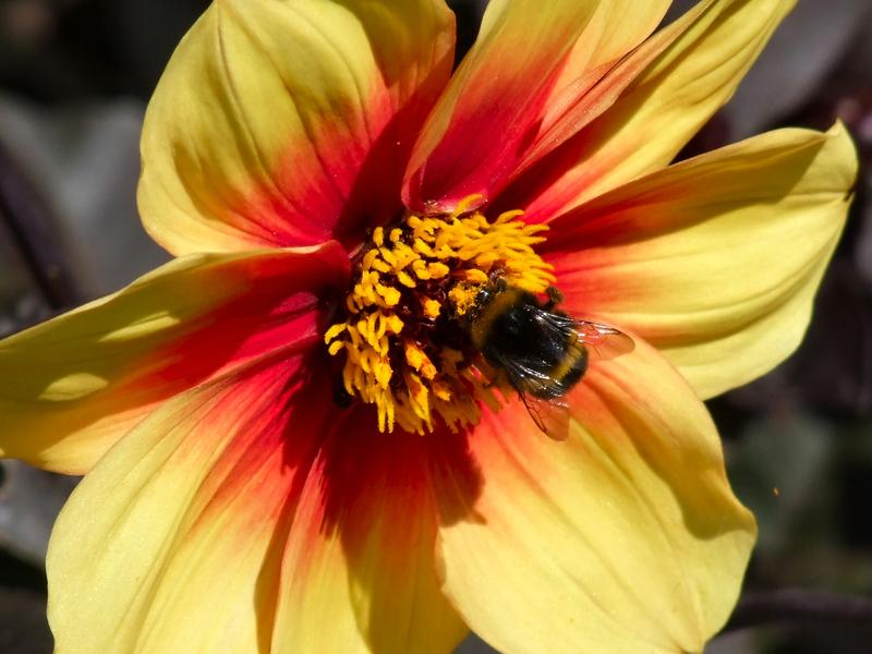 <p>2115 Bumble bee on dahlia<br />
Making a meal of it at Calbourne, Isle of Wight, England</p>
<p> </p>