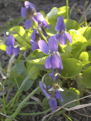 8153   bush of wild violets