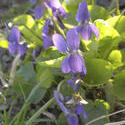 8153   bush of wild violets
