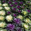 8482   Flowering cabbages