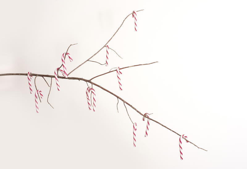 Christmas candy cane decorated branch with traditional red and white striped canes hanging from the dry twigs for a minimalist modern celebration