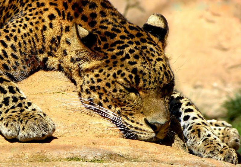 A sleeping leopard in Fuengirola Zoo. Bioparc.