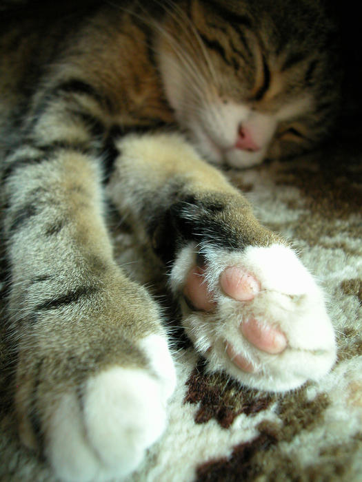 <p>British short hair tabby cat sleeping</p>
          