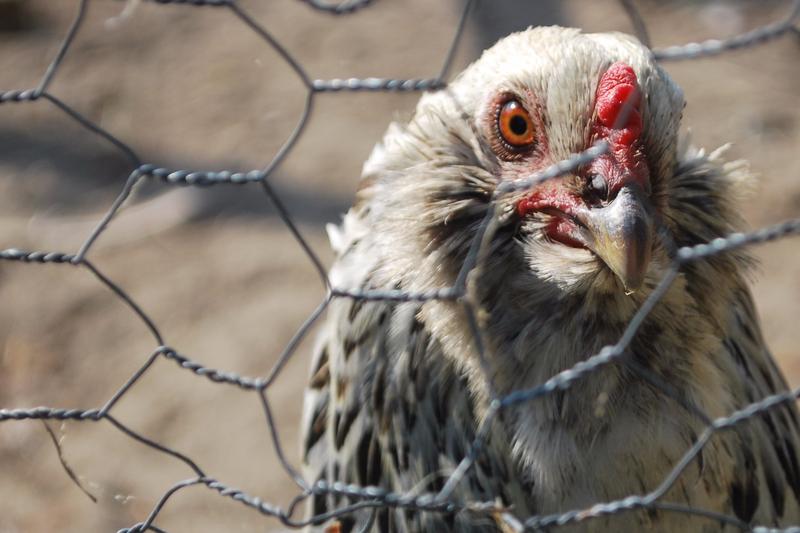 <p>Chicken</p>
<p> </p>