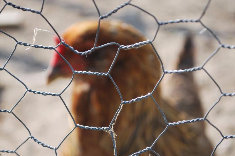 <p>Chicken behind a fence</p>
