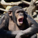 8251   Chimpanzee
