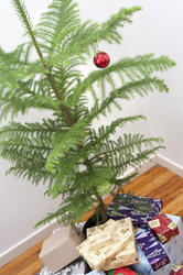 8652   austere christmas