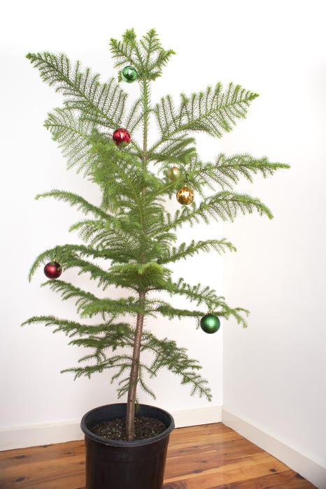 a potted christmas tree in a modern interior with a few simple decorations