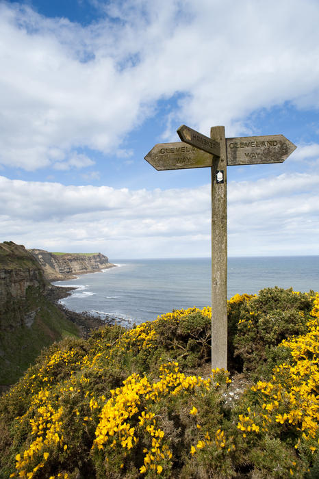 Cleveland Way signpost in the midst of colourful gorse bushes giving directions for the footpaths along the coastal cliffs of Yorkshire