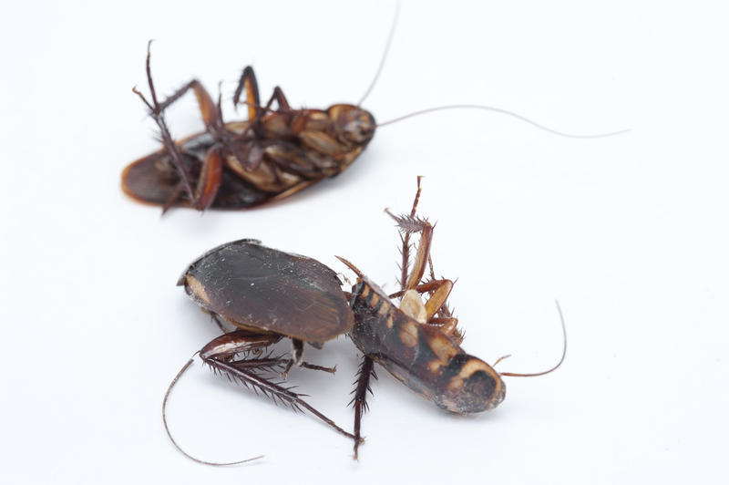 Close up Three Dead Dirty Cockroach Insects Isolated on White Background.