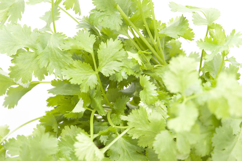 Bunch of fresh coriander leaves, an aromatic herb used as a garnish and seasoning in cooking