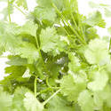 8418   Bunch of fresh coriander