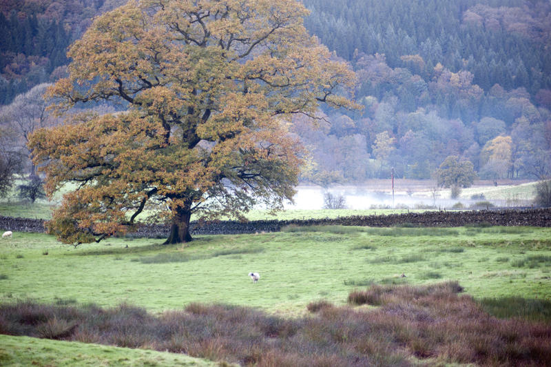 Misty country landscape with a beautiful large leafy tree in a green field below a wooded slope