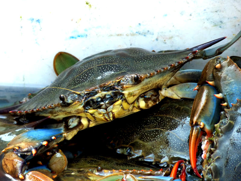 <p>Crab shot in dalyan delta, Turkey</p>Shot in Dalyan delta, Turkey