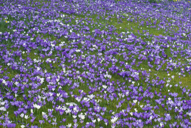 Carpet of purple crocus covering a green field in spring