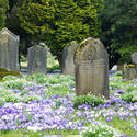 7877   Crocus headstones in Spring