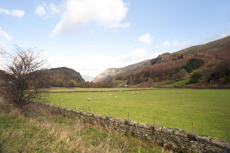 Pastoral view of sheep grazing in lush pastures surrounded by stone walls below rolling hills from the scenic A591 at Legburthwaite