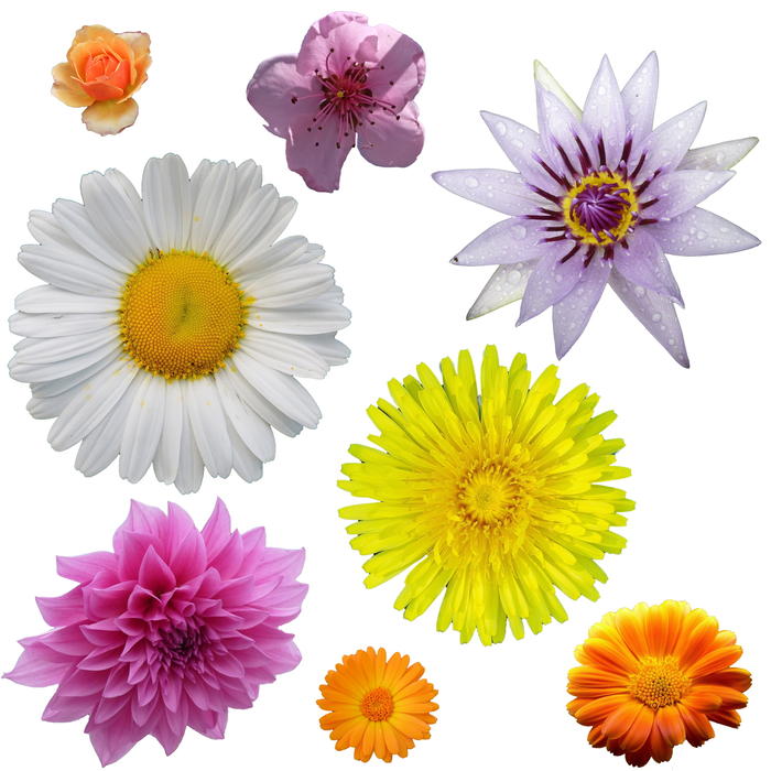 <p>Isolated flowers.</p>