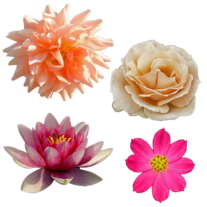 <p>Isolated flowers.</p>
