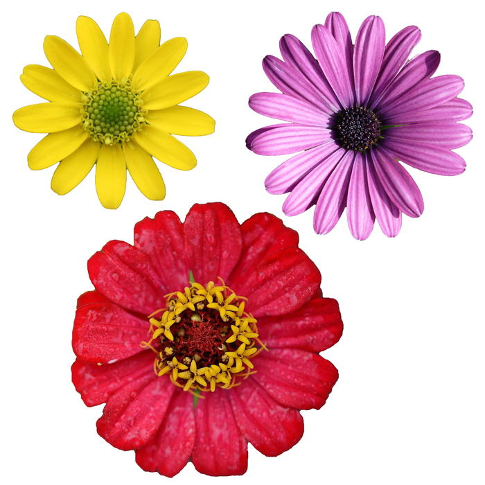 <p>Isolated flowers.</p>