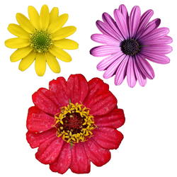 9078   cutout public domain flowers003