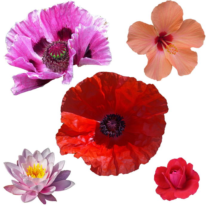 <p>Isolated flowers.</p>